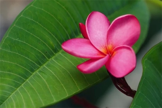 姓罗的女孩子叫什么名字好