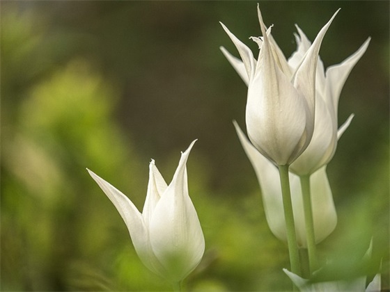 年属鸡女孩取名原则