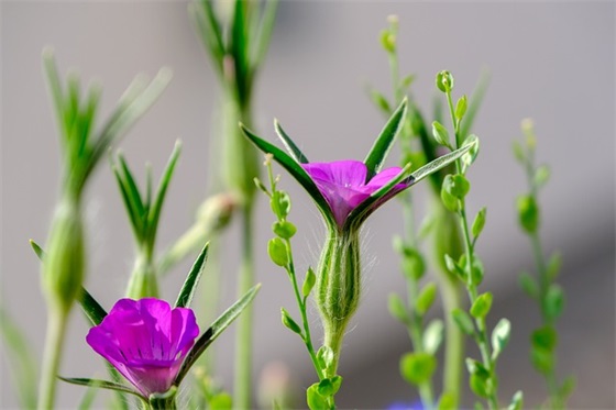 诗经取名女孩大气