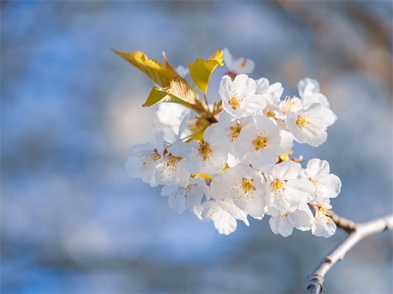 沈姓女孩名字大全_姓沈的女孩名字_沈姓女宝宝起名