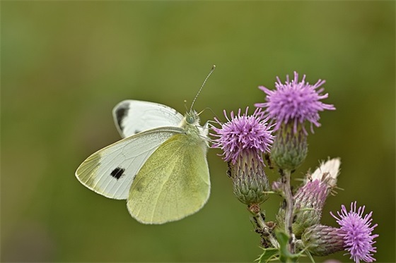 吉祥好名字必须避开的七点