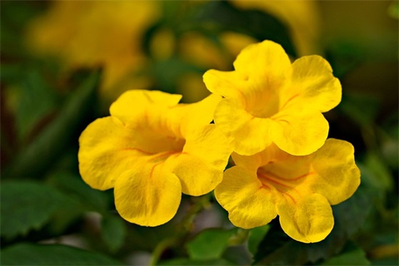 2025属牛宝宝名字如何起？把握牛的三个特性