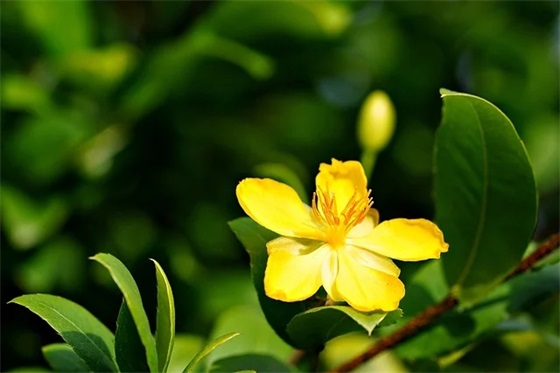 文姓辈份字,文姓字辈大全