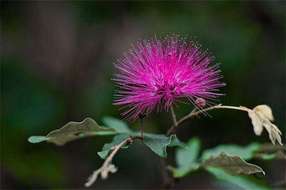 出自楚辞的宝宝名字大全