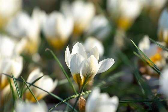 写给父亲节的祝福语60句