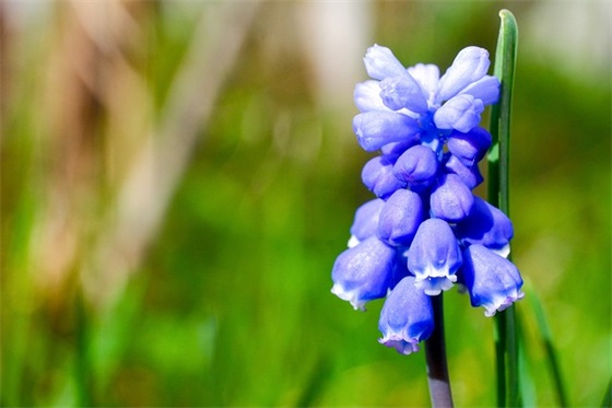 壮族农历三月三祝福文案 生日祝福文案高级感