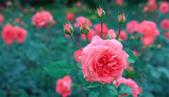 新年结婚祝福语集锦 2025年新年结婚祝福语