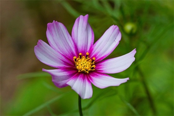 新年祝福语2025年诗意57句