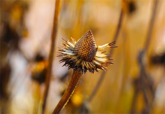 给老师的礼物祝福语57句