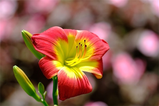 事业方面的祝福语59句