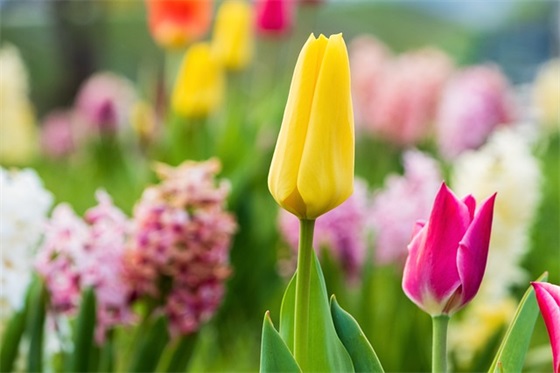 春节四字祝福语85句