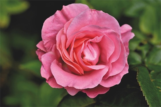 霸气搞笑祝福语82句