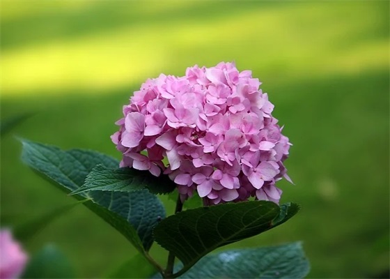 送鲜花给朋友祝福语57句