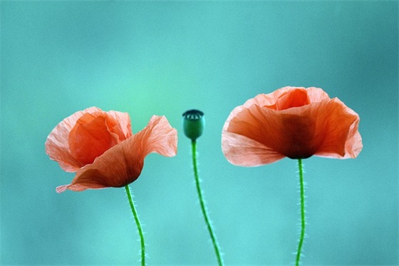 最新护士节祝福语短句