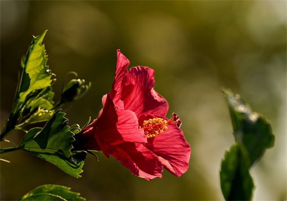2025立夏节气暖心赠人祝福寄语