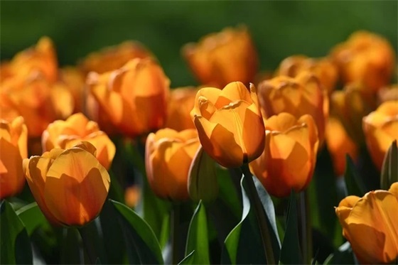 长辈生日祝福语大全78句