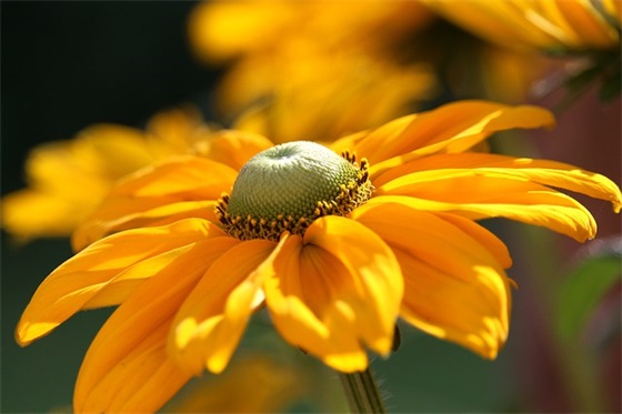 祝福女性生日祝福语57句