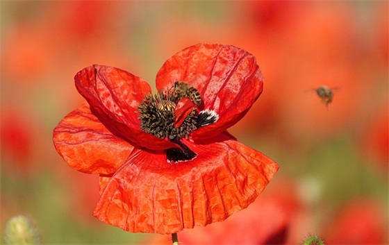 表白送花祝福语82句