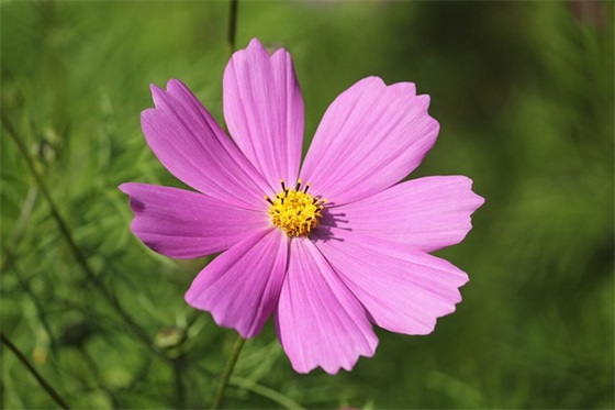 简短独特送自己 生日祝福语