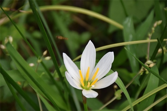 情人节经典祝福语58句