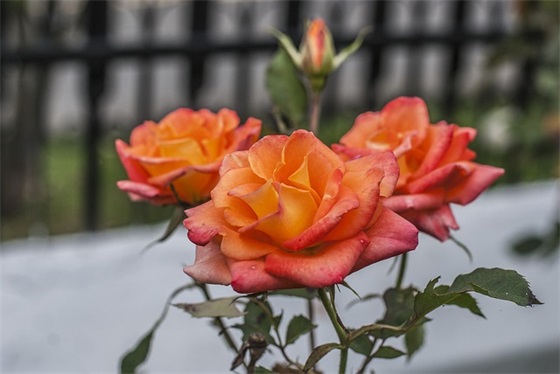 年后给客户的祝福语50句