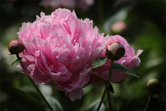 50大寿生日祝福语58句