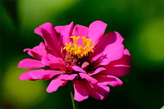 抖音生日最火简短祝福文案大全 温柔的生日祝福文案