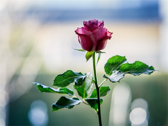 英文贺卡毕业祝福语92句