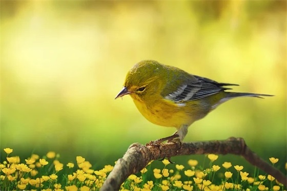 2025年对长辈的祝福语58句