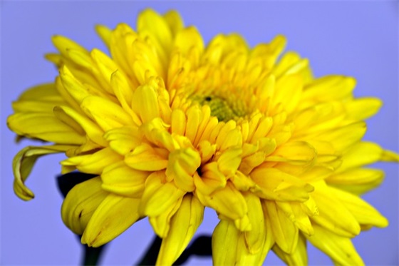 再见2025迎接2025说说祝福语大全(再见迎接祝福语)