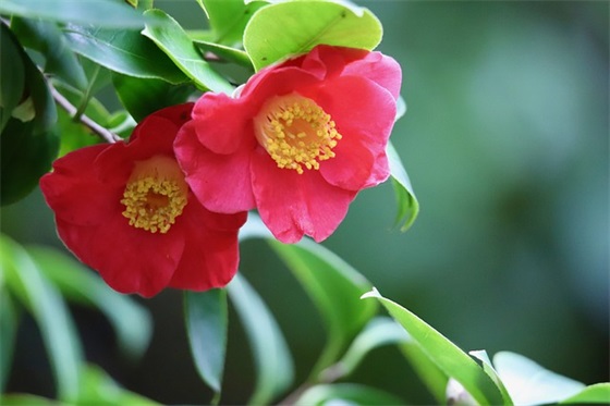 小年夜老师的祝福语57句