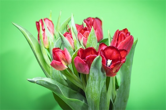 2025年春节联欢会祝福语59句