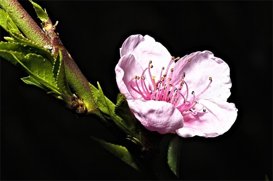 送吉祥祝福语62句