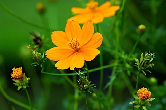 中秋节祝福文案(中秋节日祝福文案)