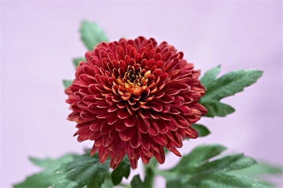 2025年立春的祝福语