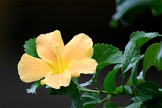 新年朋友祝福语59句