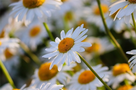 鼓励积极的祝福语85句