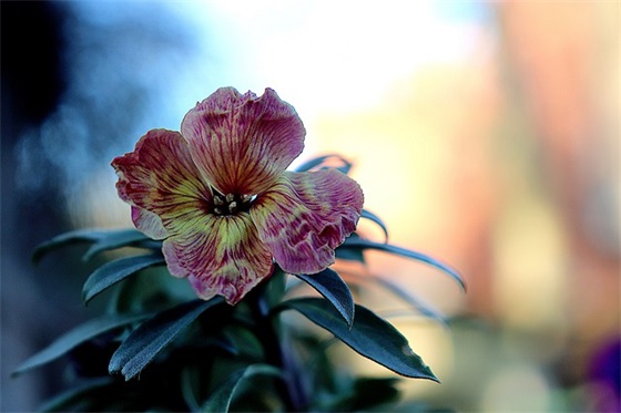 2025公司牛年新春祝福语