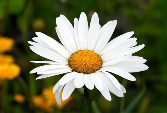 2025年高考祝福语简短唯美的句子