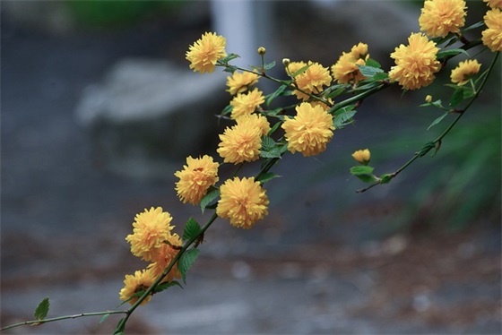 企业领导新年祝福语61句