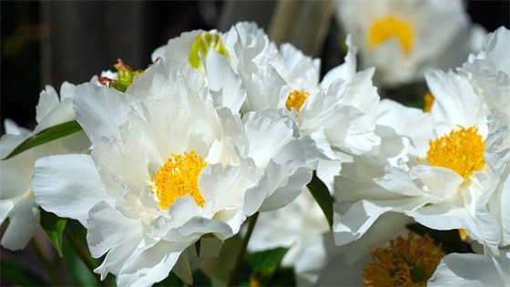 时尚新婚祝福语63句