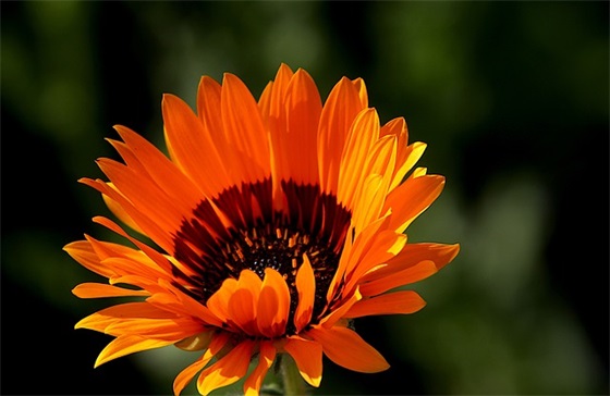 2025年除夕短信祝福语60句