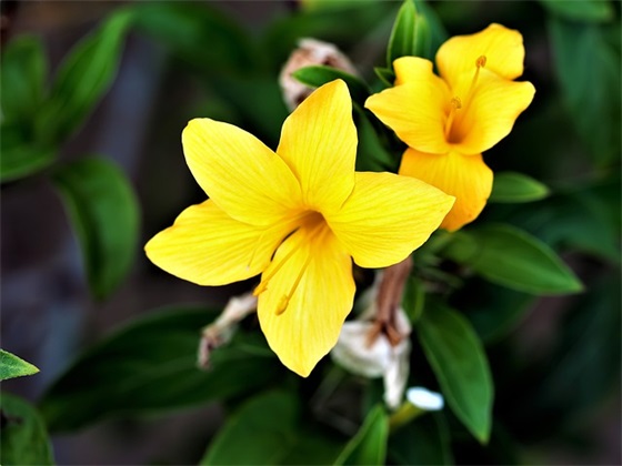 兔年祝福语贺词句子 兔年新年祝福语的句子