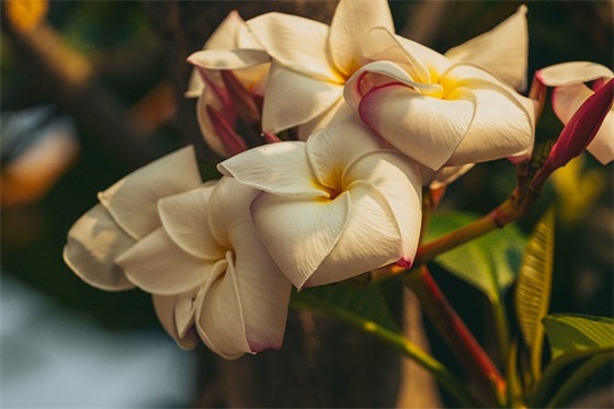 对董事长的祝福语57句