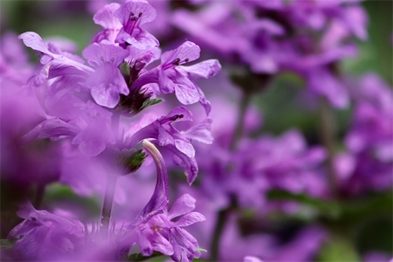 田螺姑娘缩写300字(精选2篇)