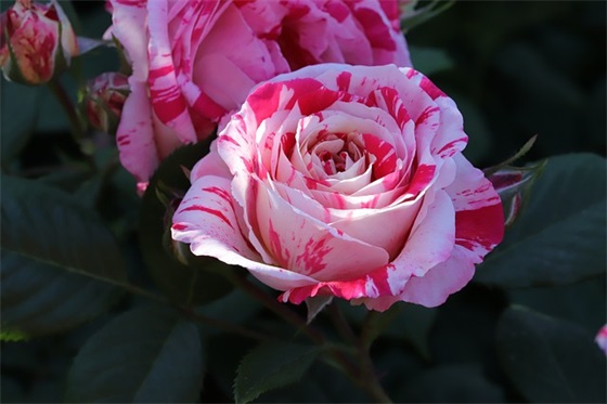 高新植发有头脑 治疗脱发的经典广告语(精选49句)