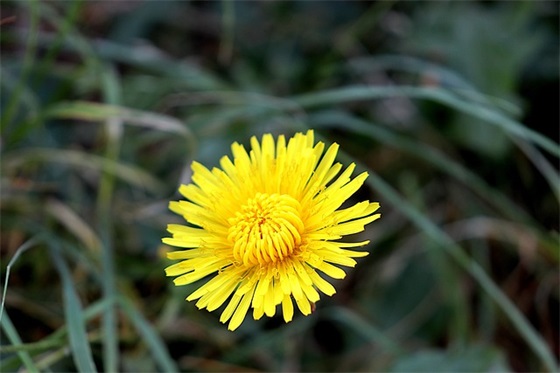 竞选班干部(精选2篇)