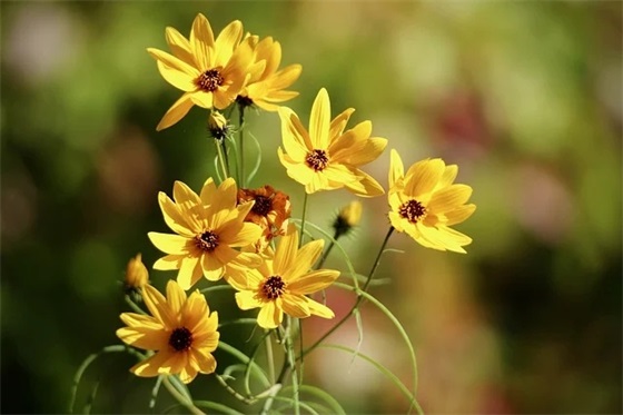 仿写彩色的梦第三小节(精选11篇)