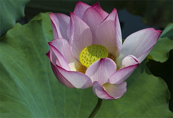 关于动物的天气的谚语大全(精选53句)