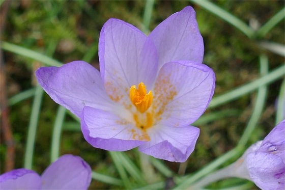 墓志铭短句 最唯美的墓志铭短句(精选23句)